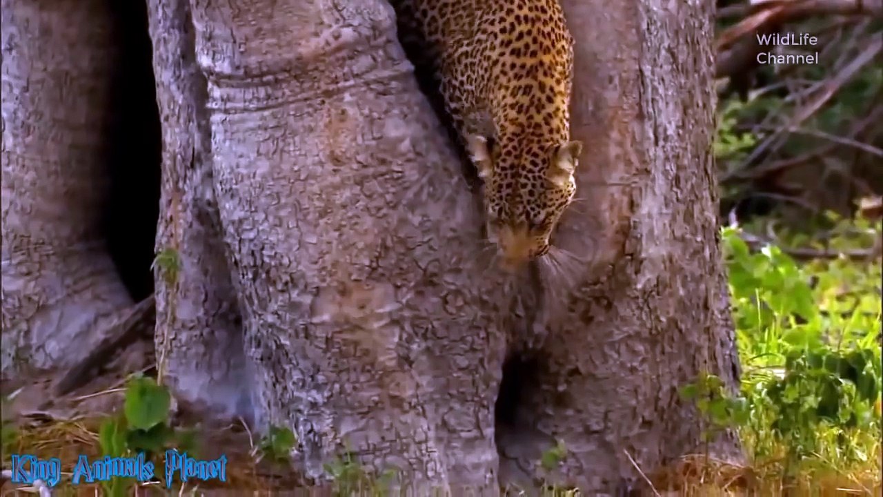 you will cry! monkeys, zebras, buffalo fight to death to protect their baby but failed