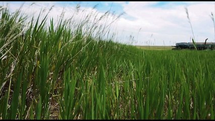 The Dying Fields Proof of Concept