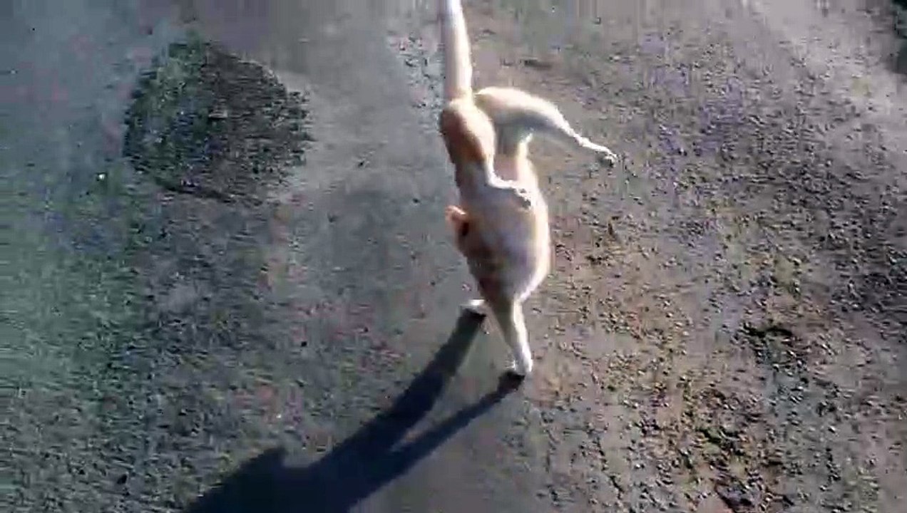 Amazing cat walking on its front legs video Dailymotion