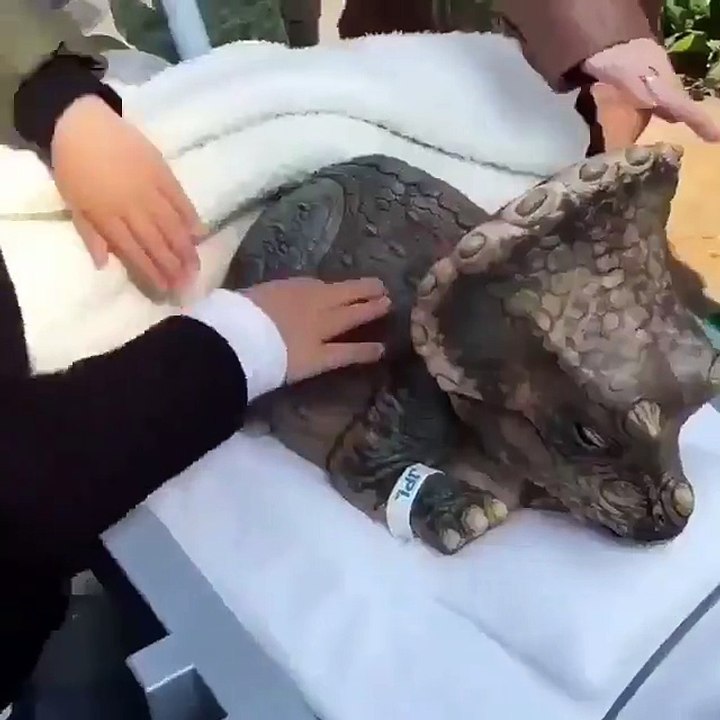 A strange animal worth watching