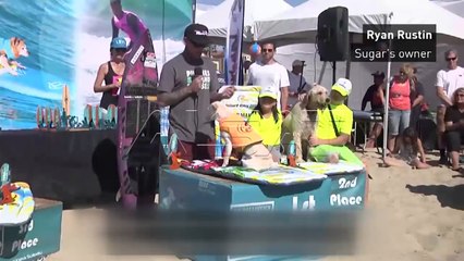 Калифорнија, се одржа традиционалното сурфање со кучиња