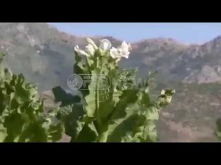 Ora News - Bujqësia, në 2017 jepen 17 mln lekë më pak se në 2016