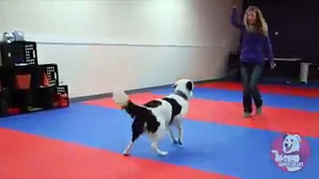 CUTE GIRL CUTE DOG PLAYING DANCEING LOVING DOT MISS MUST WATCH