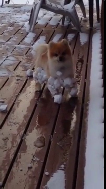 Ce chien ramène toute la neige du jardin attachée à ses poils !