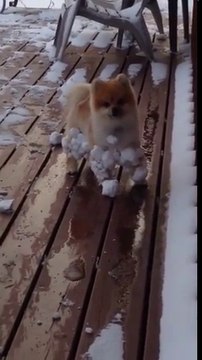 Ce chien ramène toute la neige du jardin attachée à ses poils !