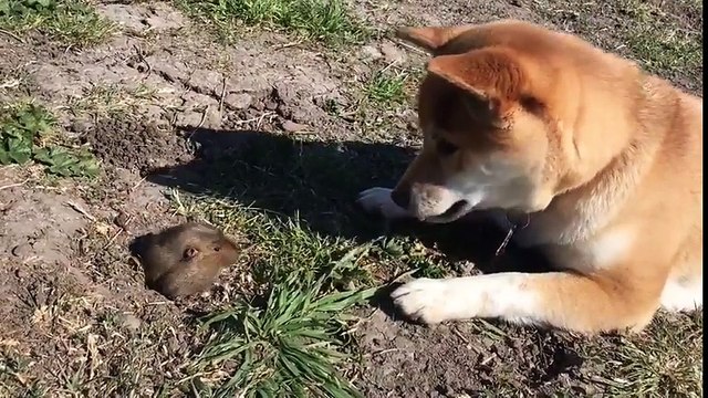 Taupe face à un chien, trop mignon cette rencontre !