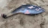 Sarıyer'de öldürülmüş yunus balığı kıyıya vurdu