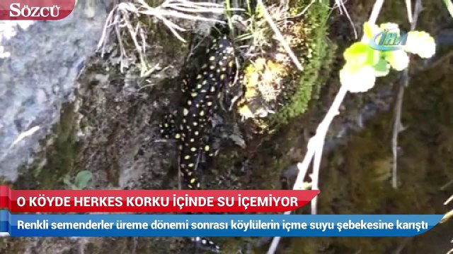 Nesli tükenmekte olan semenderler köylünün içme suyundan çıktı