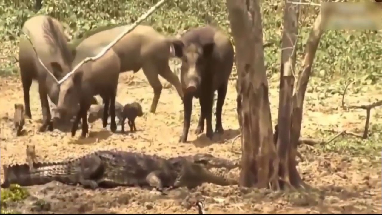 Amazing Predators Fight - Animal Attacks - When Prey Fights Back HD