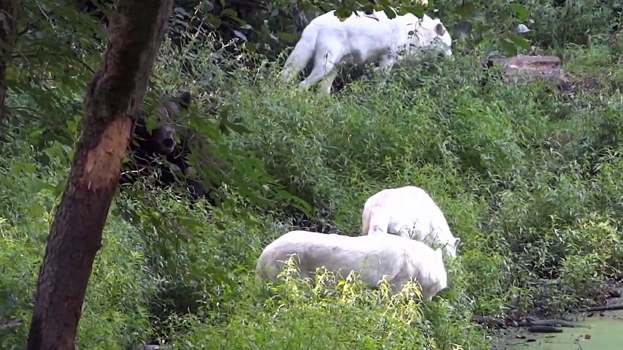 Biggest Animal Fights - When Prey Fights Back - Amazing Big Animal Fights HD