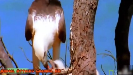 Amazing Eagle Attacks - Predator vs Prefator Animal Fight - Bear, Eagle HD