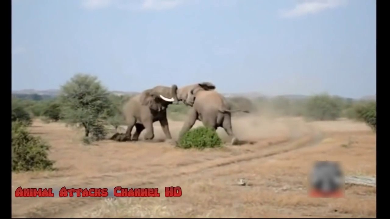 Lion vs Snake - Most Amazing Wild Animal Attacks - Top 10 Craziest Animal Fights HD