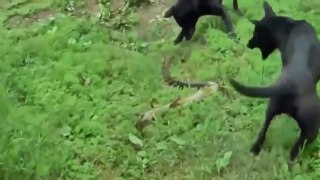 Giant Anaconda Attacks Dogs - Most Amazing Wild Animals Attacks - Animals Fight HD