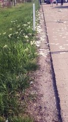 Bank Truck Drops Money All Over the Road