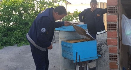 İtfaiyeci Isırılmasını Aldırış Etmedi, Arıları Çıplak Elle Böyle Topladı