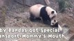 Hilarious Moments of Mama Pandas Dragging Their Babies Home