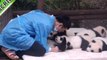 Wonderful Moments of Pandas Cuddling and Hugging Will Melt Your Heart