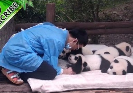 Wonderful Moments of Pandas Cuddling and Hugging Will Melt Your Heart