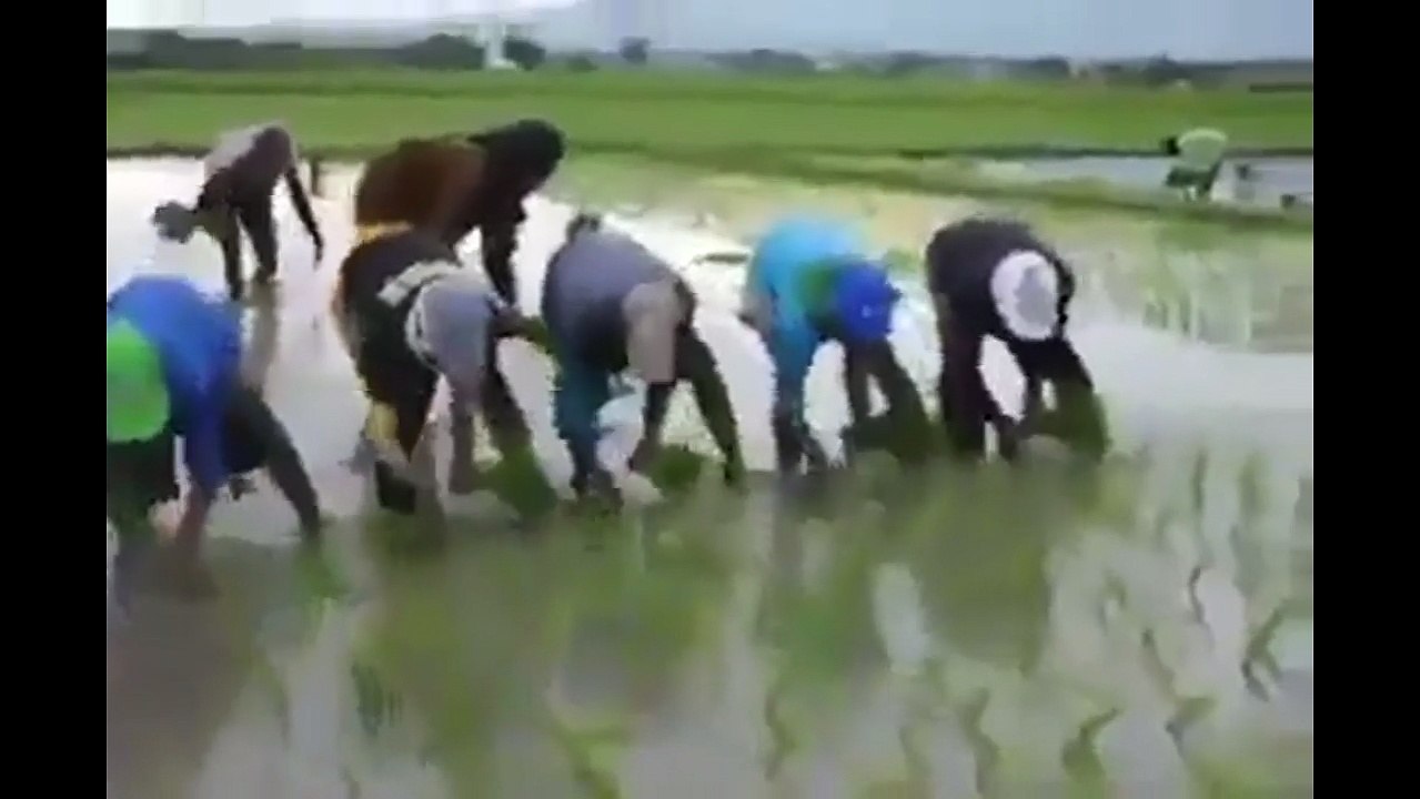 Có phải khi cấy lúa họ mở nhạc lên không, mà sao đều tăm tắp vậy?