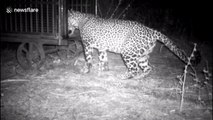 Male leopard sacrifices love for chicken in cage