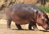 Fiona the Hippo Greets Zoo Worker After Enjoying a Shower