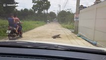 Laid-back monitor lizard halts traffic to cross road