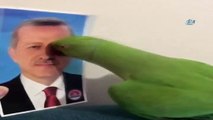 Cumhurbaşkanını seçen papağan sosyal medyada fenomen oldu