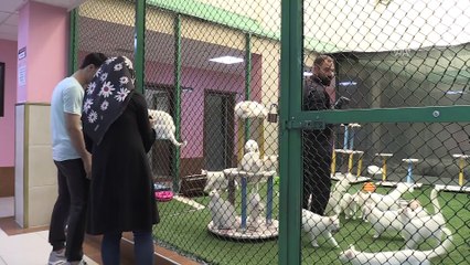 Van kedileri 'özel havuzlar'da yüzecek