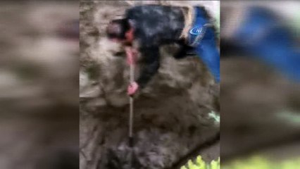 İnşaat çukuruna düşüp yaralanan köpek böyle kurtarıldı