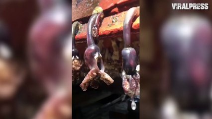 Gruesome Breathing Barnacles