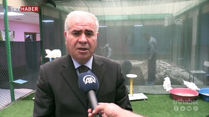 Suya düşkünlüğüyle bilinen Van kedileri için özel havuz tasarlandı