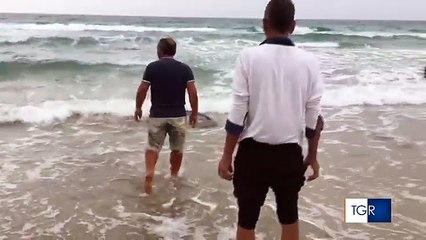 Maltempo in Puglia: delfino spiaggiato salvato da alcuni passanti