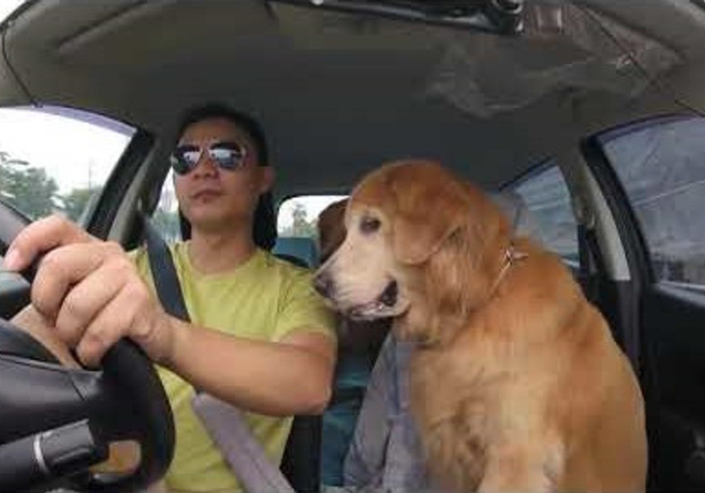 Owner Shares a Burger With His Dogs on the Go