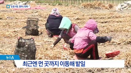 일손 부족해 어르신뿐…머나먼 곳까지 ‘원정 알바’