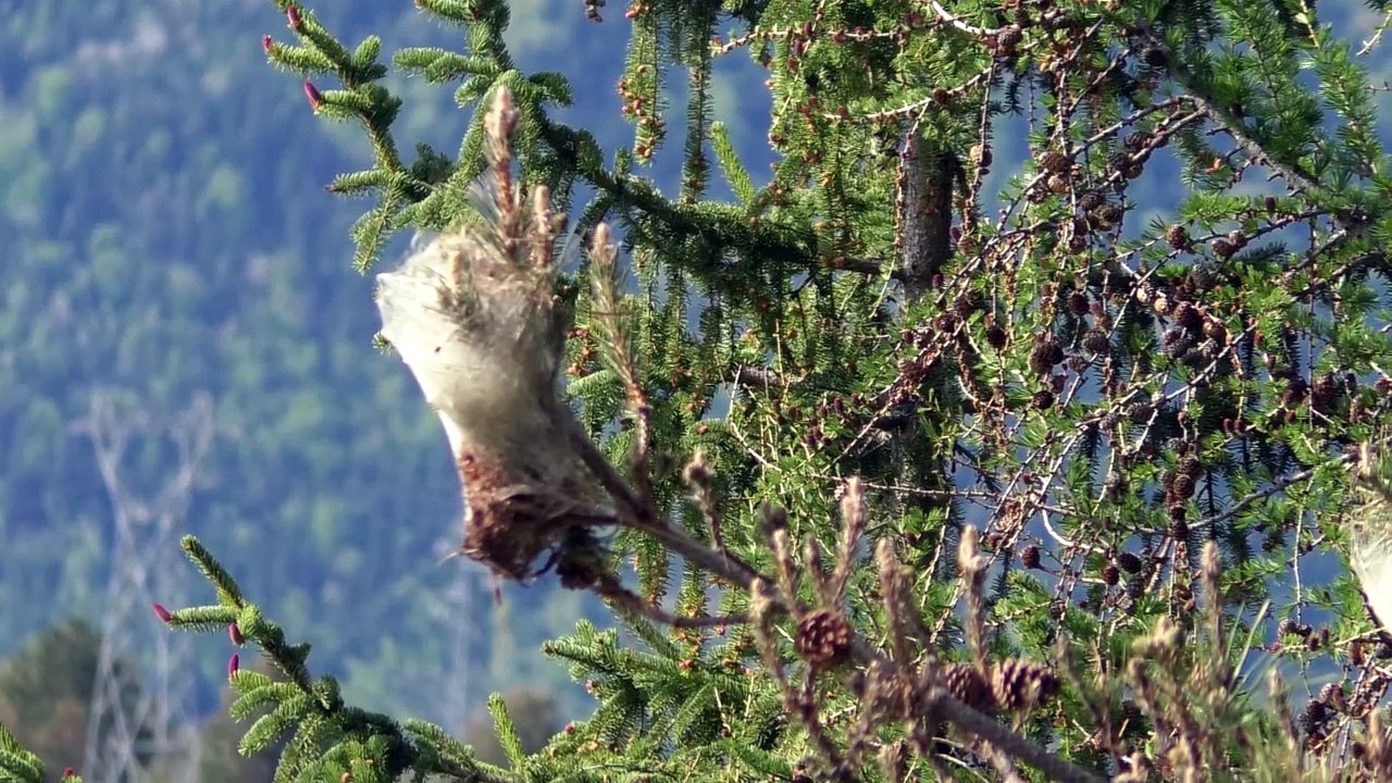 Hautes-Alpes : les chenilles procéssionnaires moins présentes cette année