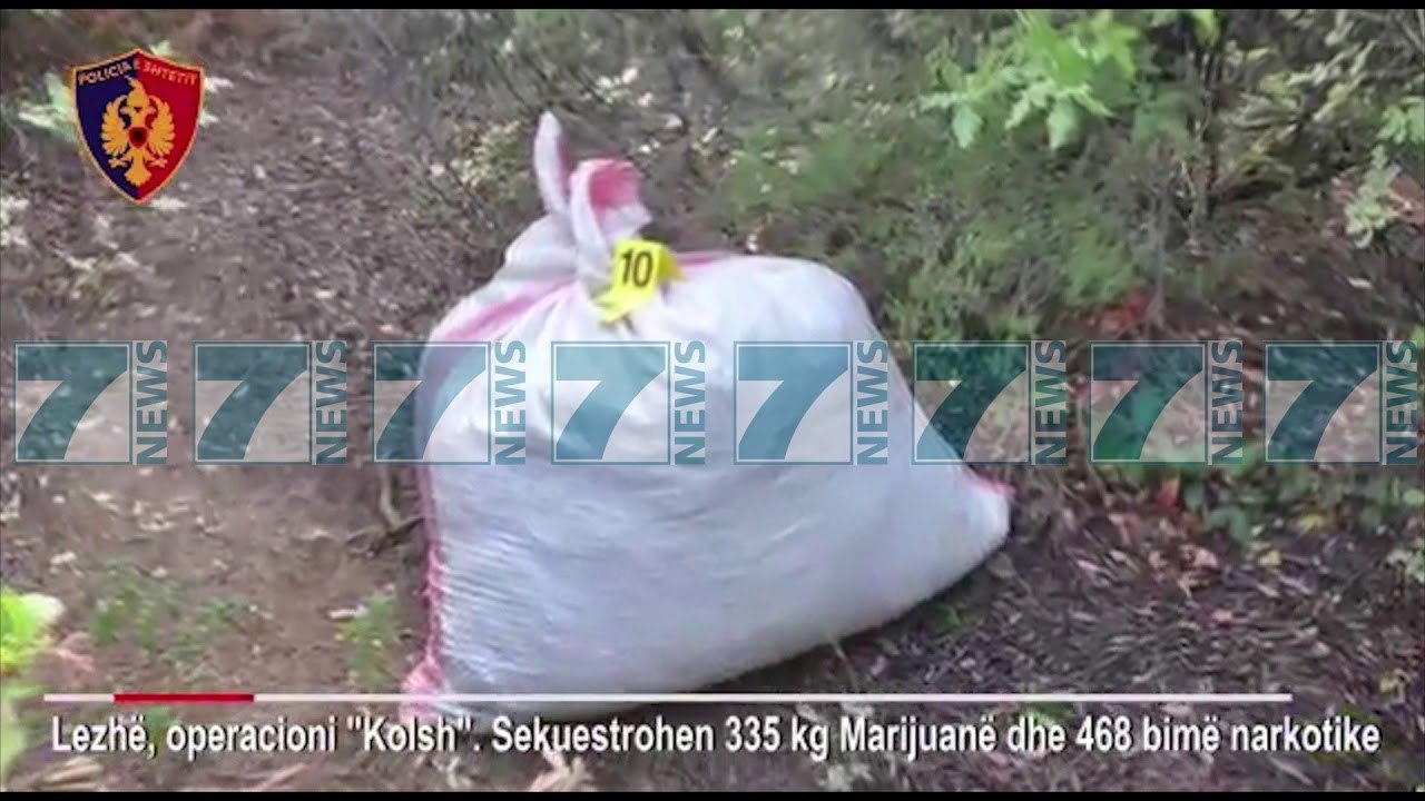 POLICIA E LEZHES SEKUESTROI 335 KG KANABIS SATIVA - News, Lajme - Kanali 16