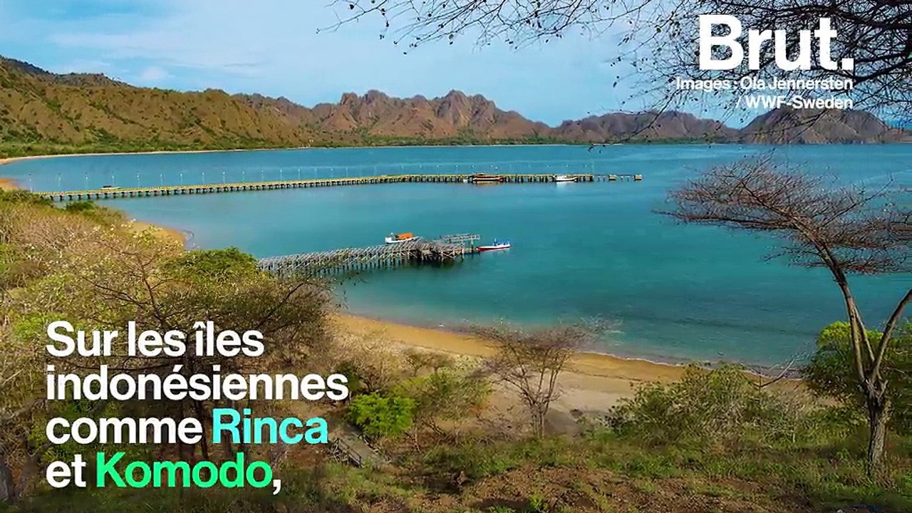 Trois mètres de long pour 100 kg : voici le dragon de Komodo, le plus gros lézard au monde