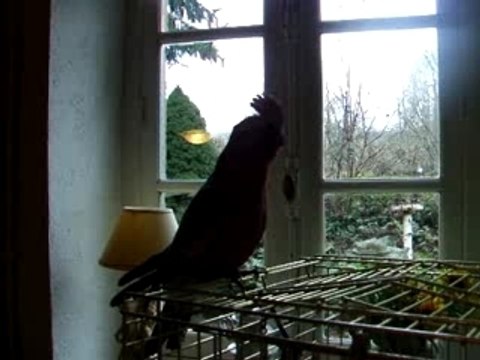 Lolita qui parle et qui bouge