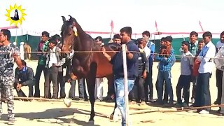 Breeding Stallion horse ring show Nada Bet 2017