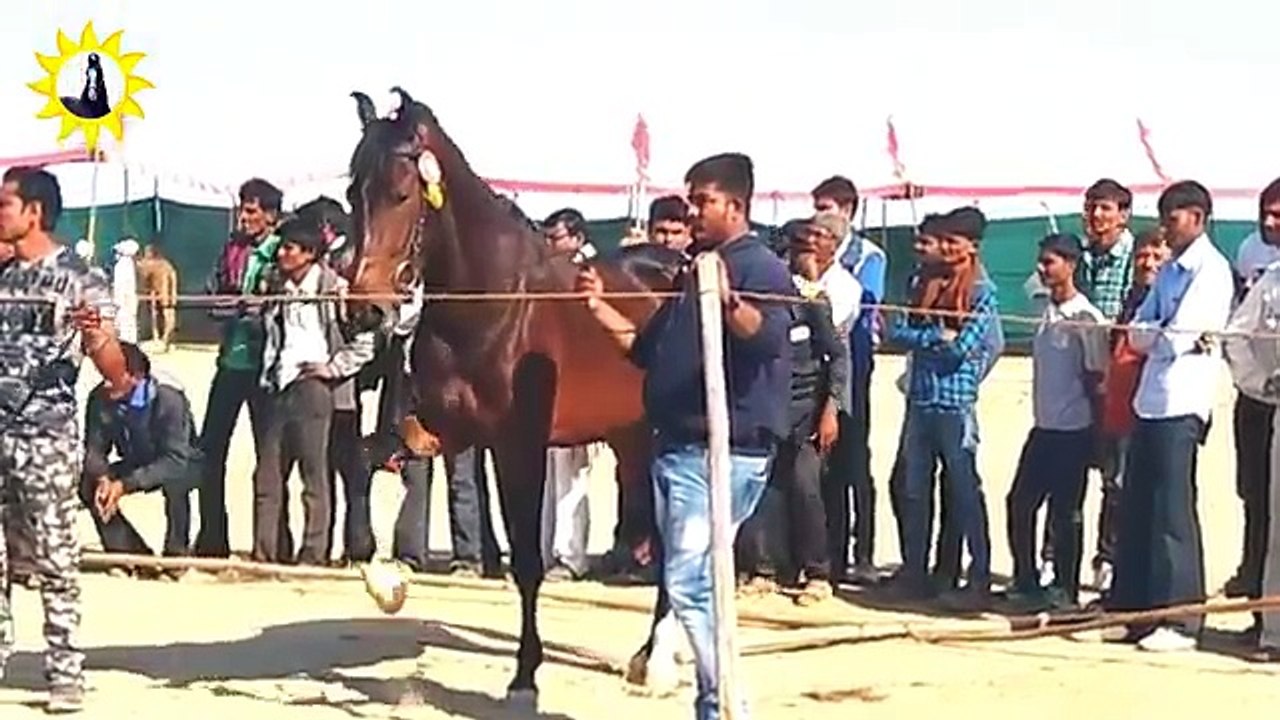 Breeding Stallion horse ring show Nada Bet 2017