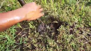 Wow! Two Boy Catch Crabs in the Hole by Digging - How to Catch Crab by Dig Hole?
