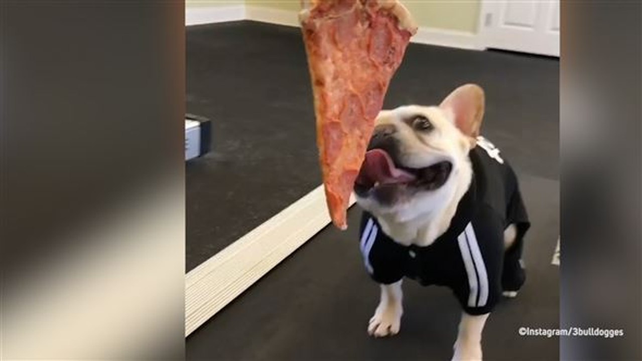 Fitness für Fast Food: Französische Bulldogge macht Sport