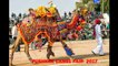 RAJASTHAN PUSHKAR  CAMEL FAIR-2017, Pushkar Fair-Rajasthan (India)