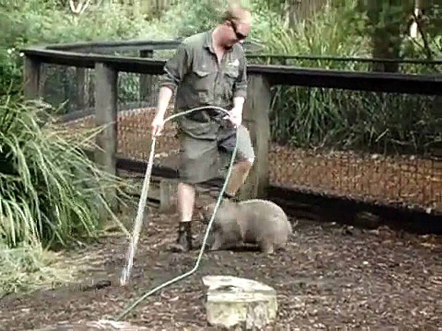 Wombat With The Mood To Play Disrupting Worker