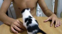 Frenzied Little Kitten Drinking Milk From A Bottle