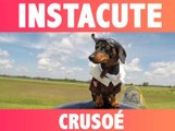 Crusoé : Le teckel farceur et fan de costumes !