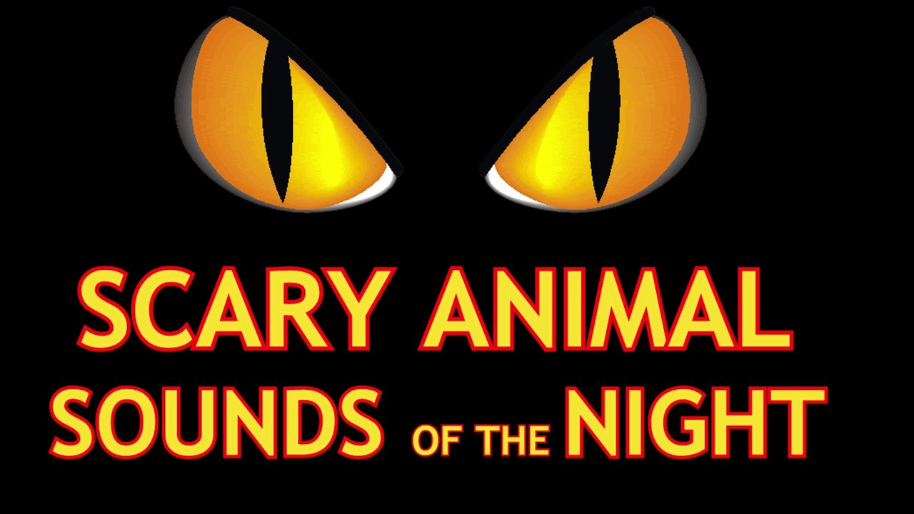 Scary Animal Sounds Of The Night REAL ANIMALS