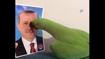 Papağanın Cumhurbaşkanı Erdoğan sevgisi sosyal medyayı salladı