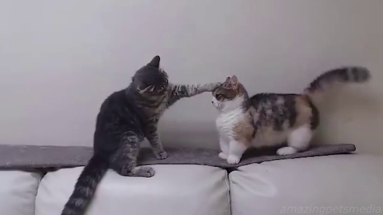 Funny Cats Compilation 1