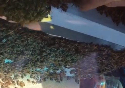 Beekeeper Avoids Stings As Bees Get Loose in Car During Drive Home